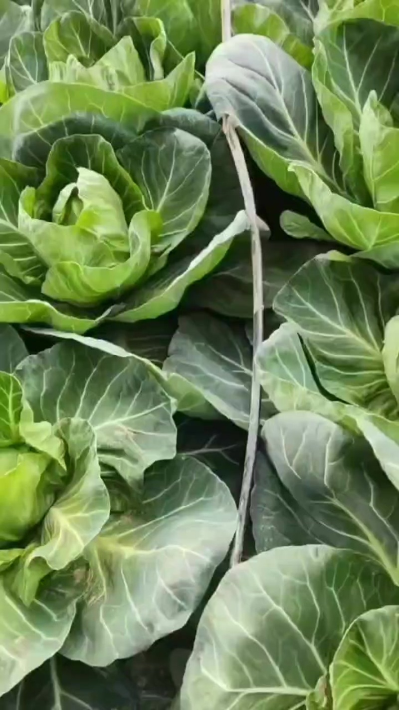 甘蓝
