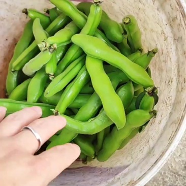 福建蚕豆大量上市，各种规格都有