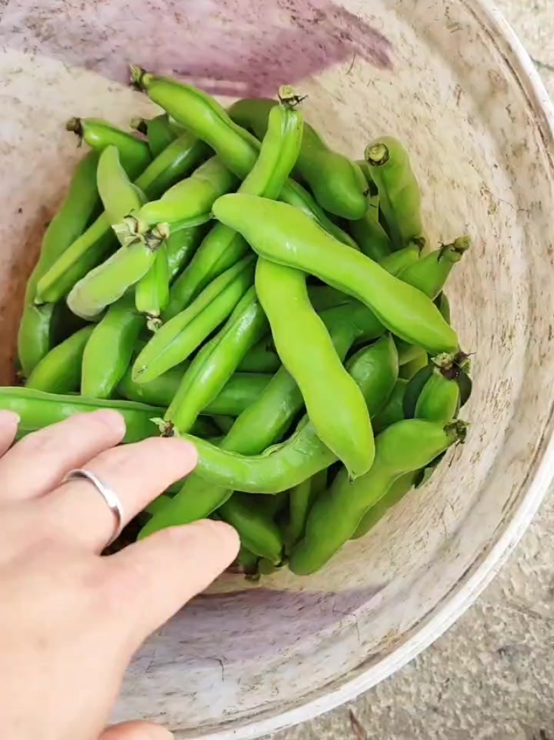 福建蚕豆大量上市，各种规格都有