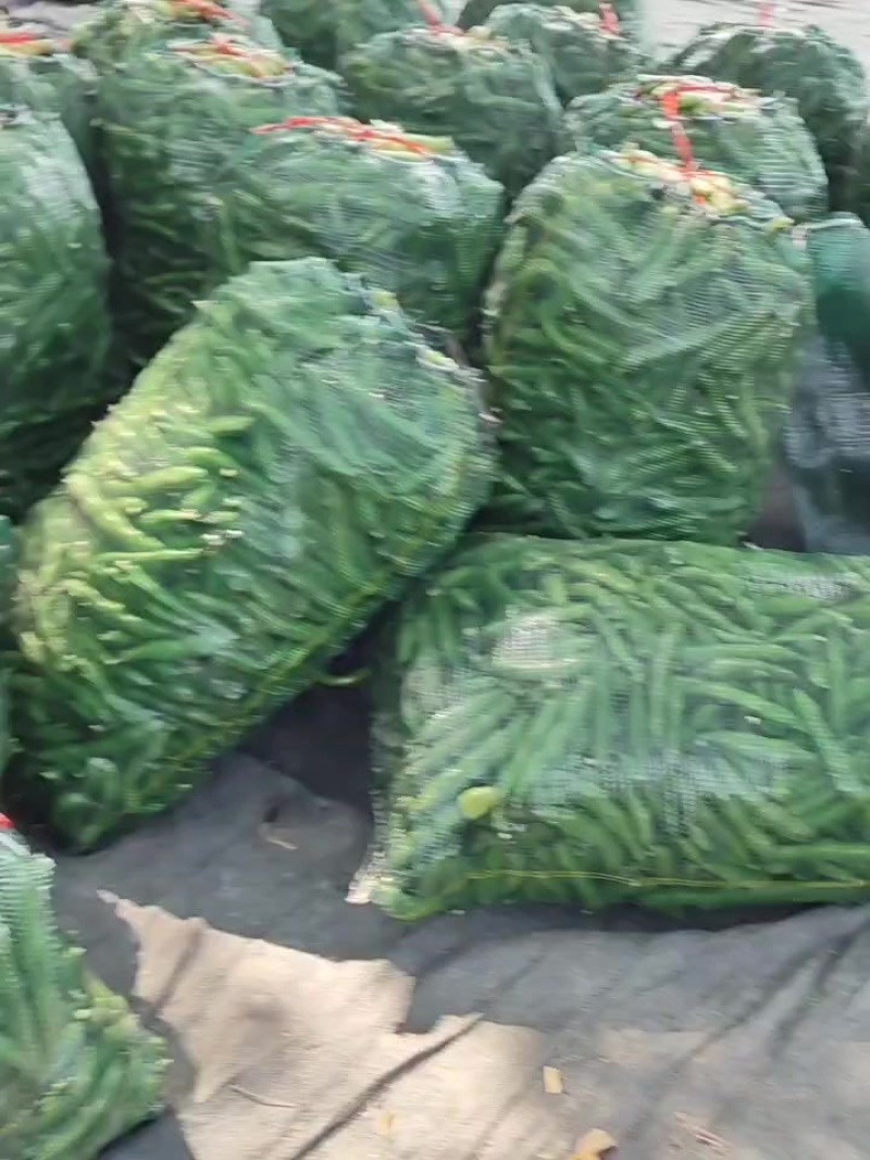 福建蚕豆大量上市，各种规格都有