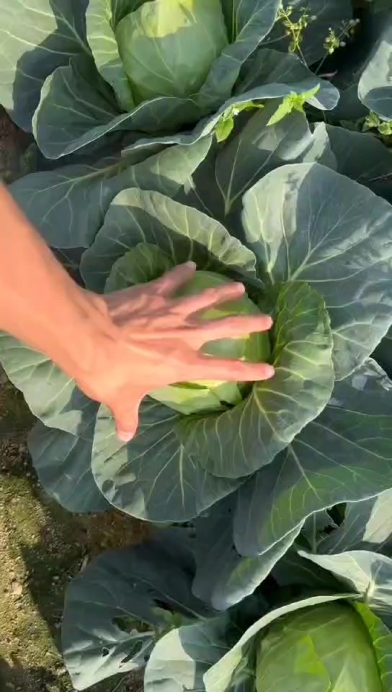 精品甘蓝，20亩，马上开园。需要的联系，价格不高