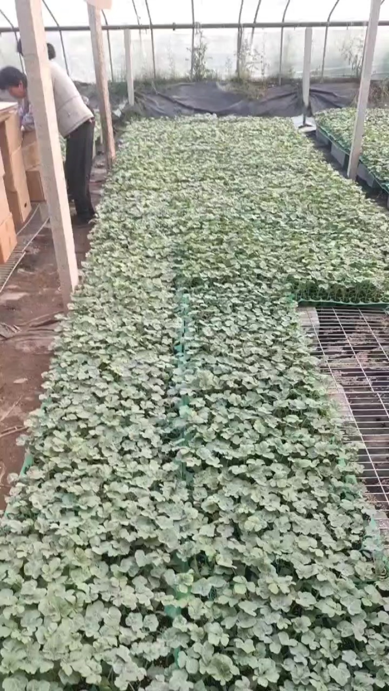 甜王，美都西瓜嫁接苗货源充足保质保量欢迎来电