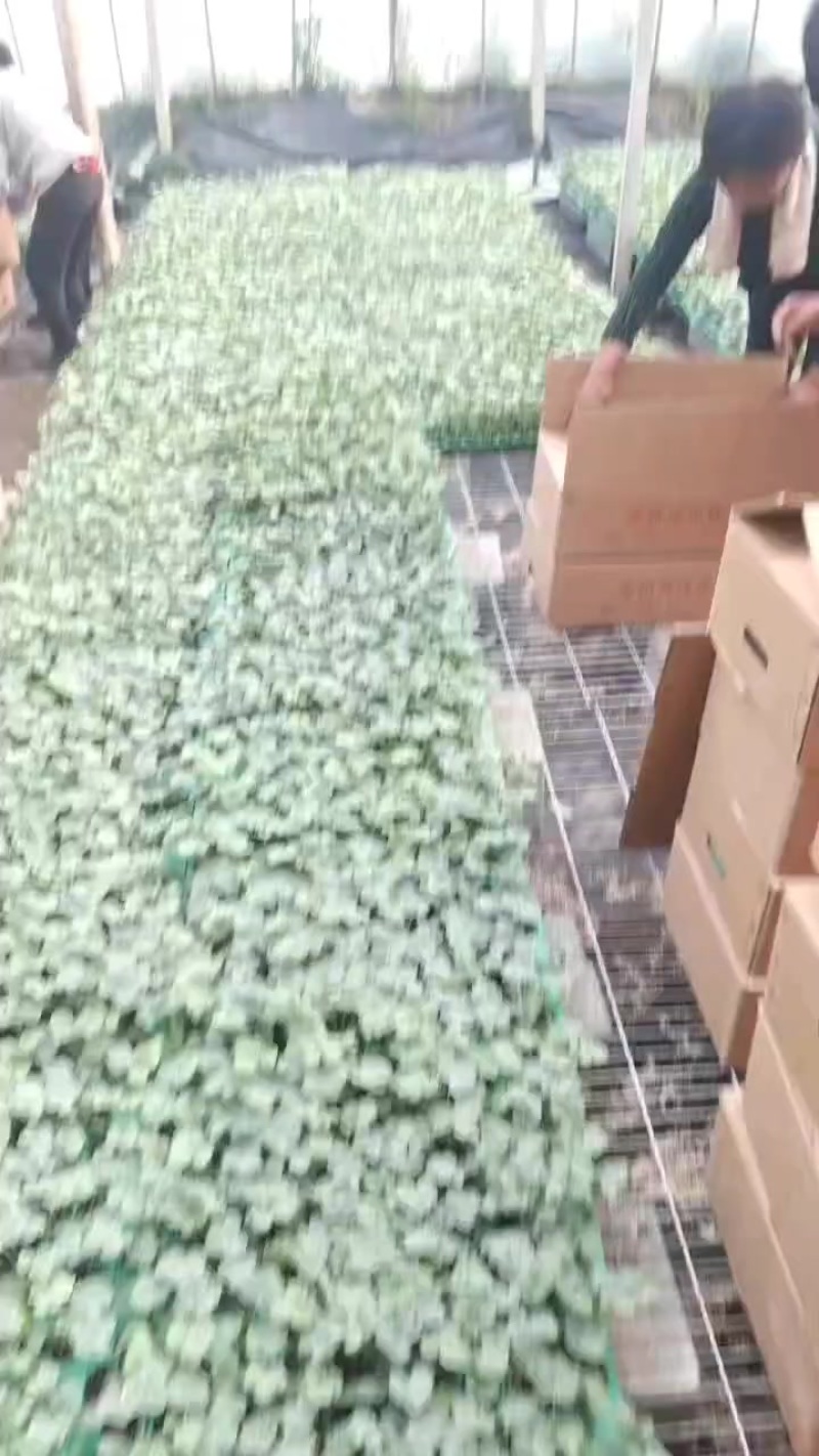 甜王，美都西瓜嫁接苗货源充足保质保量欢迎来电