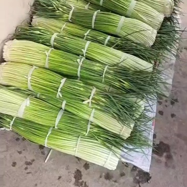 云南蒜台大量上市，有需要老板，通过一亩跟我联系，质量好