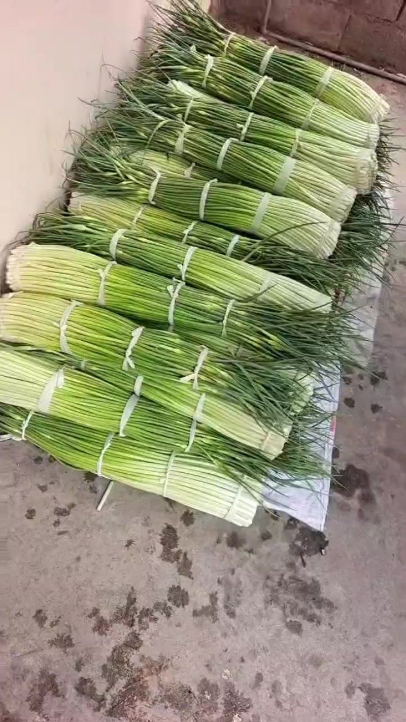 云南蒜台大量上市，有需要老板，通过一亩跟我联系，质量好