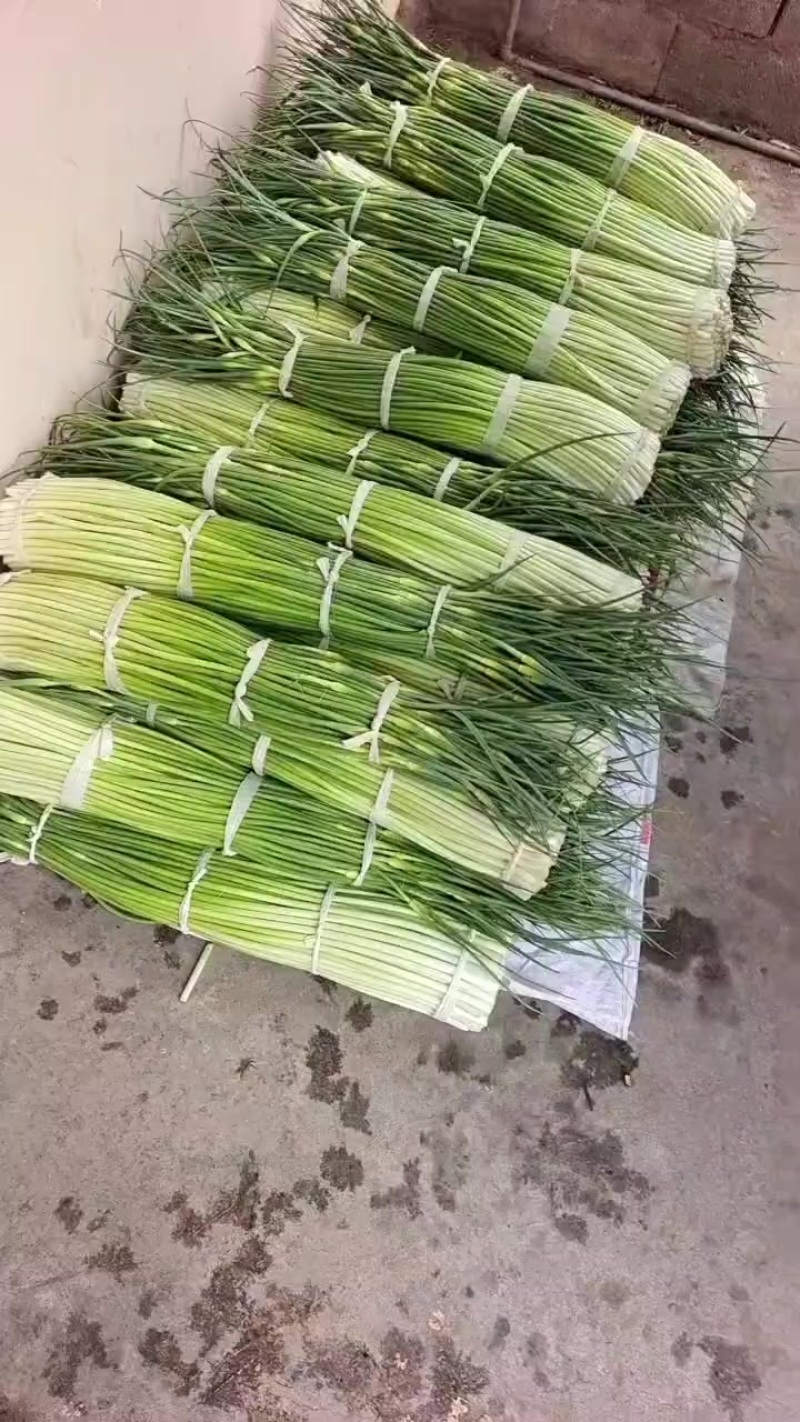 云南蒜台大量上市，有需要老板，通过一亩跟我联系，质量好