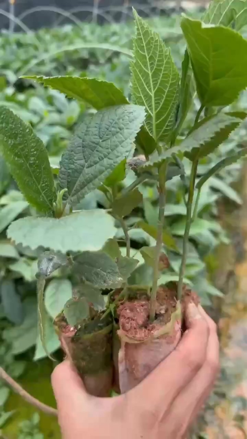 五指毛桃杯苗