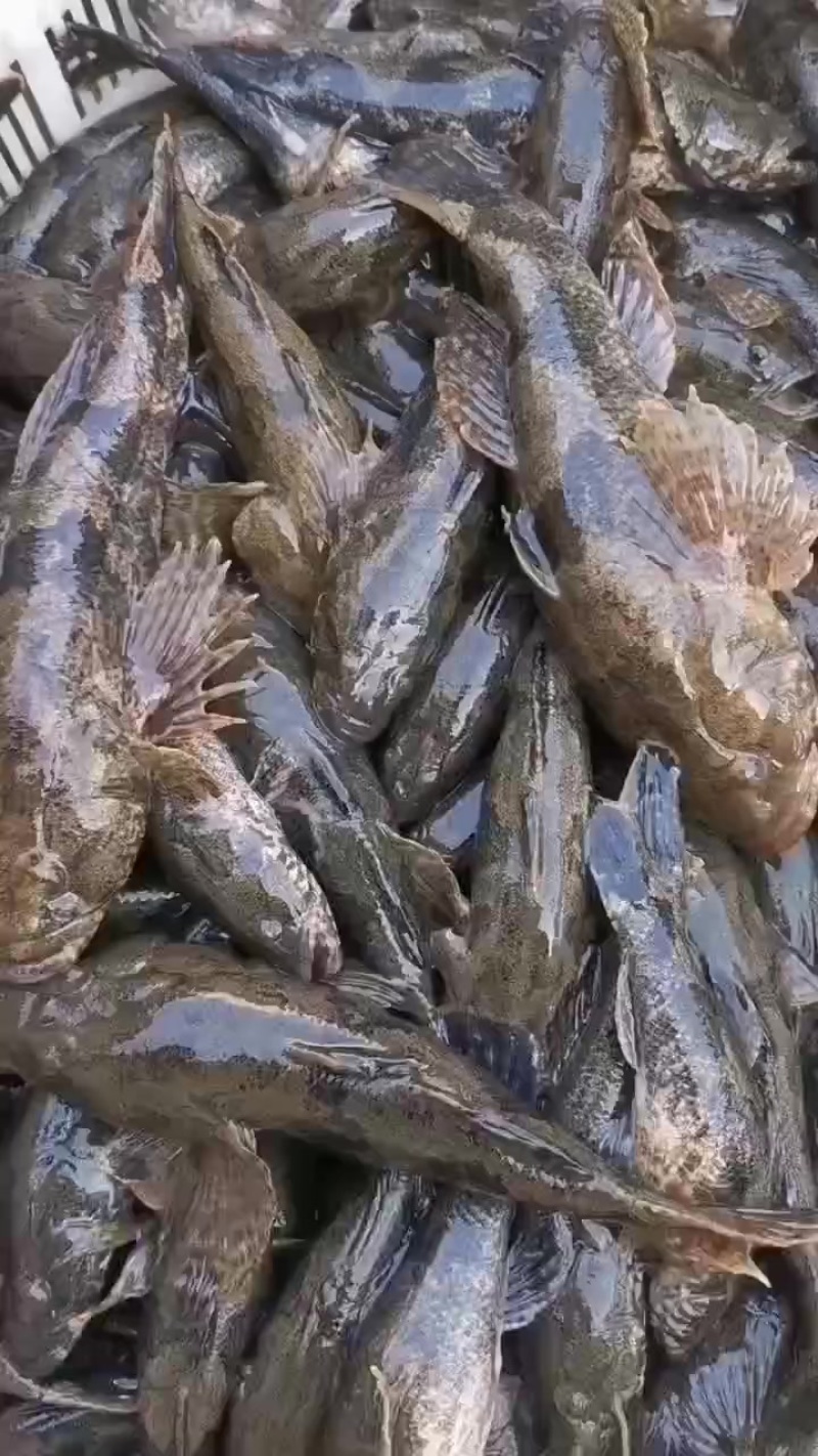 沙塘鳢土布鱼土憨巴