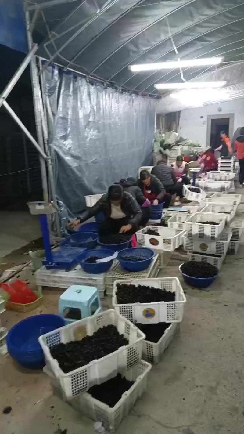 桑葚果