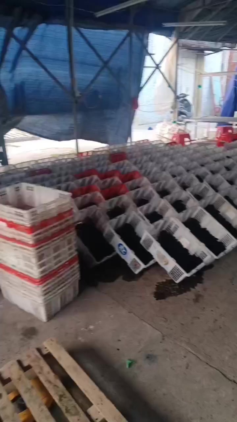 桑葚果