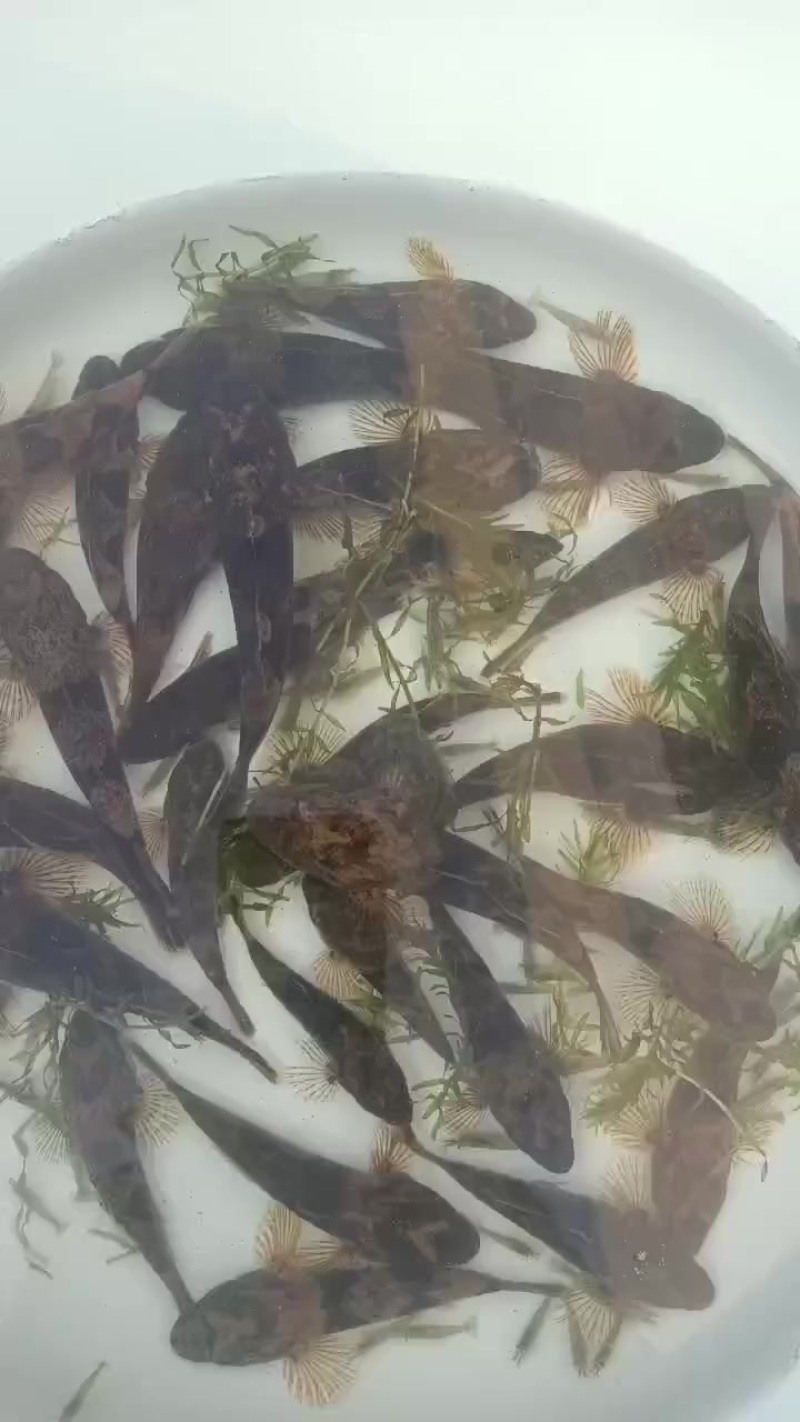 沙塘鳢