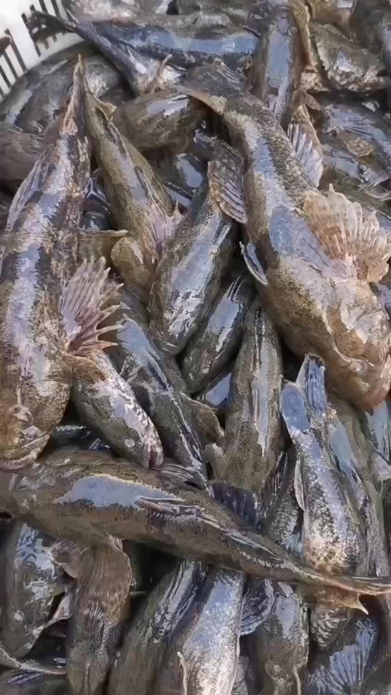 沙塘鳢