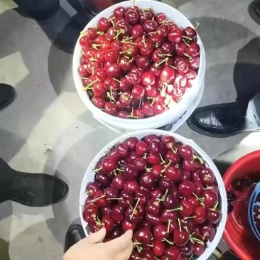 大樱桃