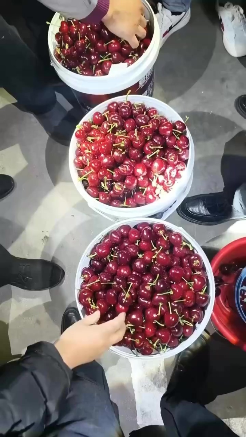 大樱桃