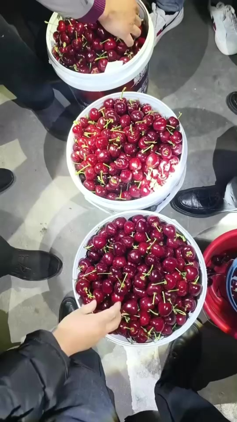 大樱桃