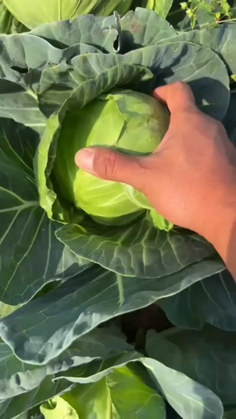 精品甘蓝，大量有货，价格低廉，用的联系