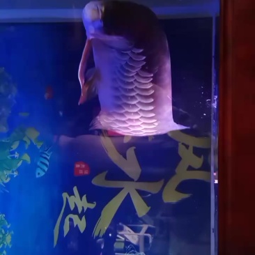 龙鱼