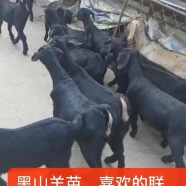努比亚黑山羊羊苗
