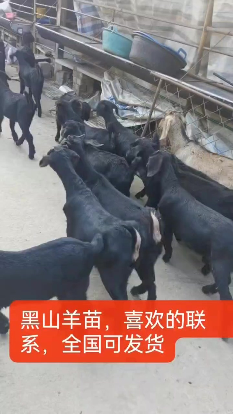 努比亚黑山羊羊苗