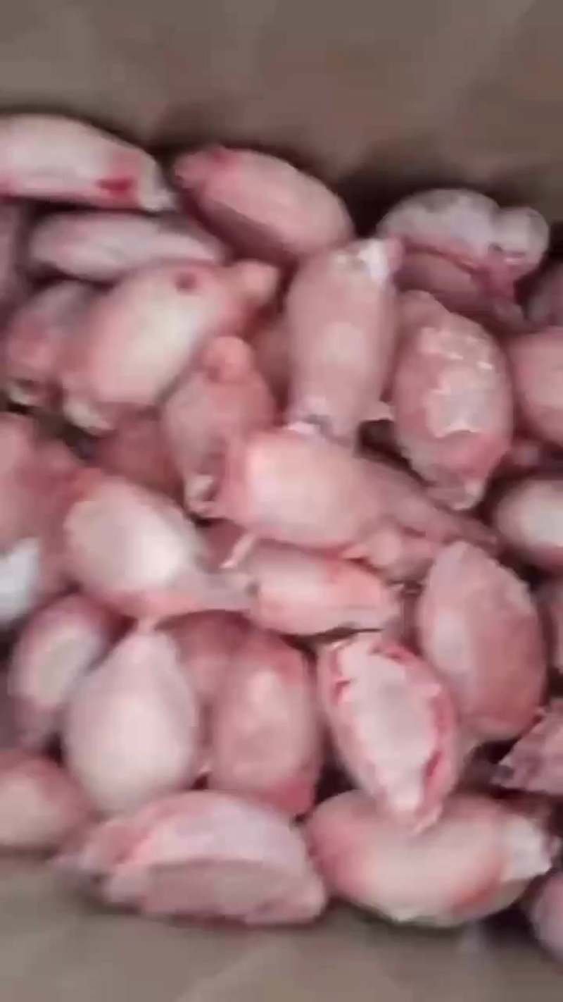 羊宝