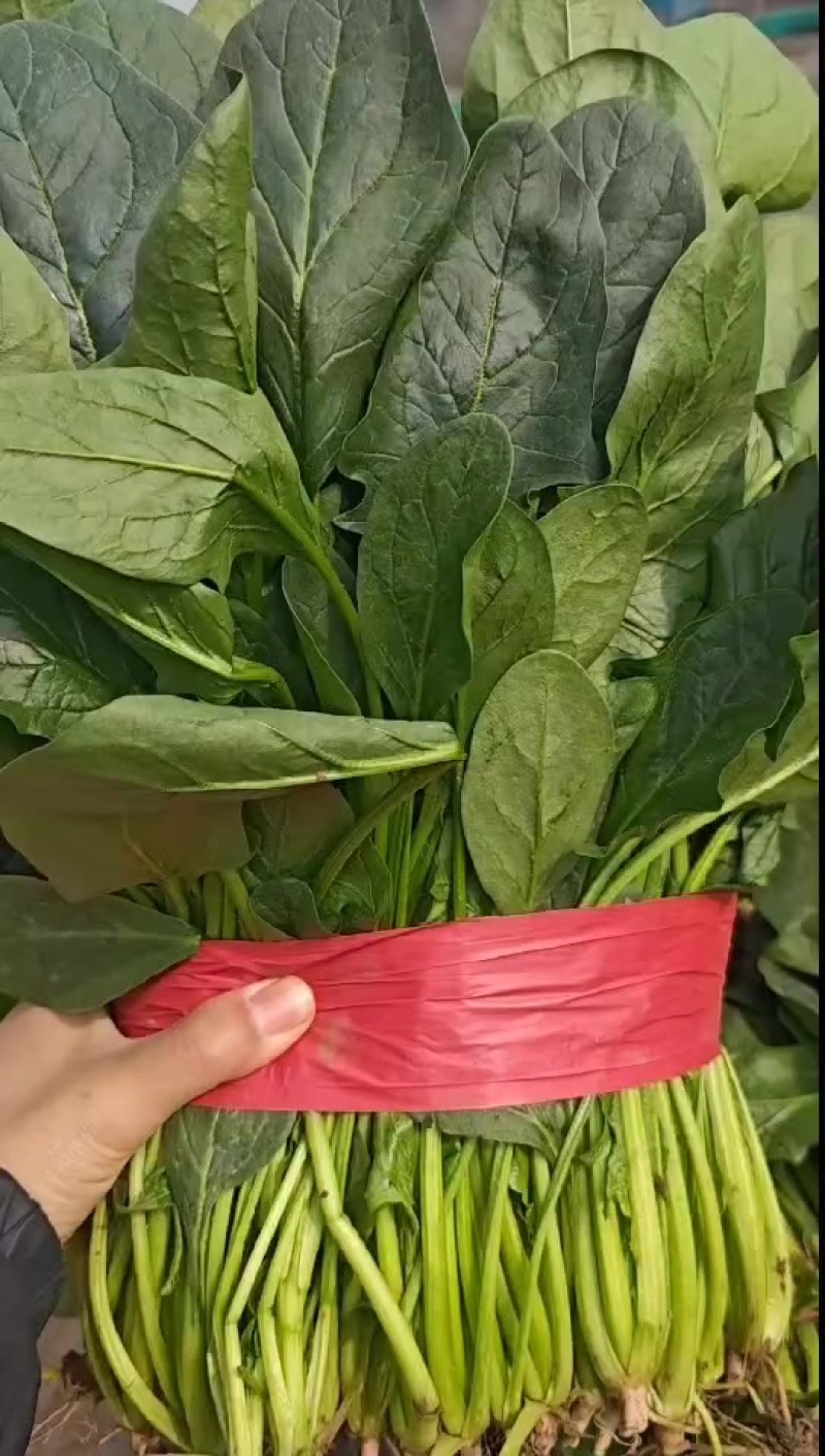 菠菜，精品高颗矮颗菠菜，大量有货，价格便宜