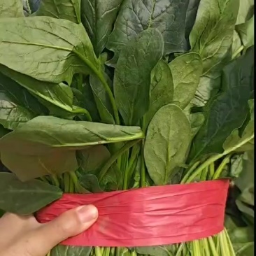 菠菜，精品高颗矮颗菠菜，大量有货，价格便宜