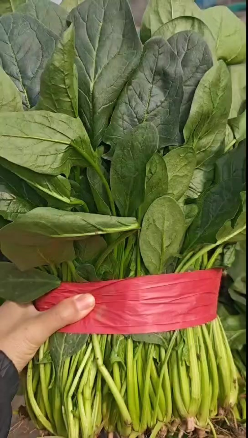 菠菜，精品高颗矮颗菠菜，大量有货，价格便宜