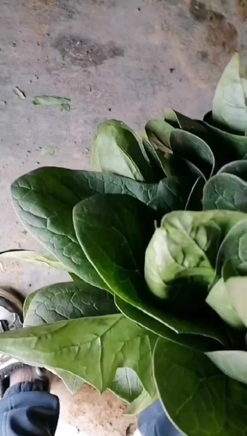菠菜，精品高颗矮颗菠菜，大量有货，价格便宜