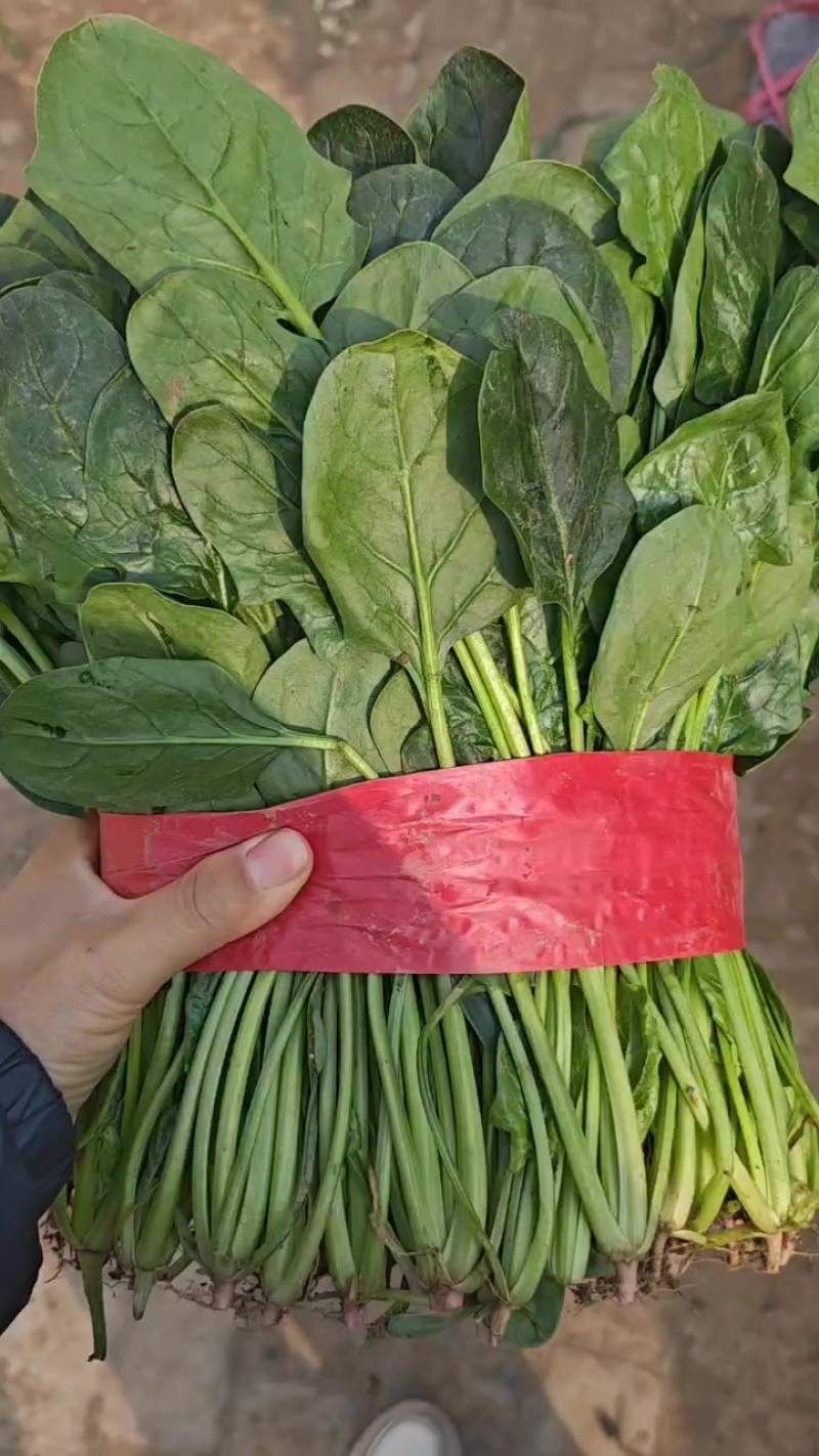 菠菜，精品高颗矮颗菠菜，大量有货，价格便宜