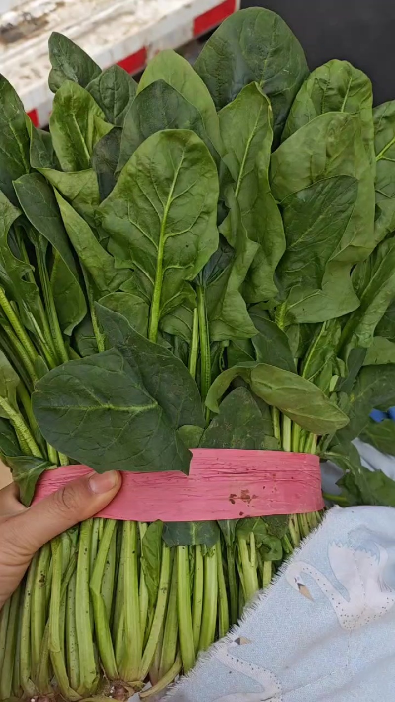 菠菜，精品高颗矮颗菠菜，大量有货，价格便宜