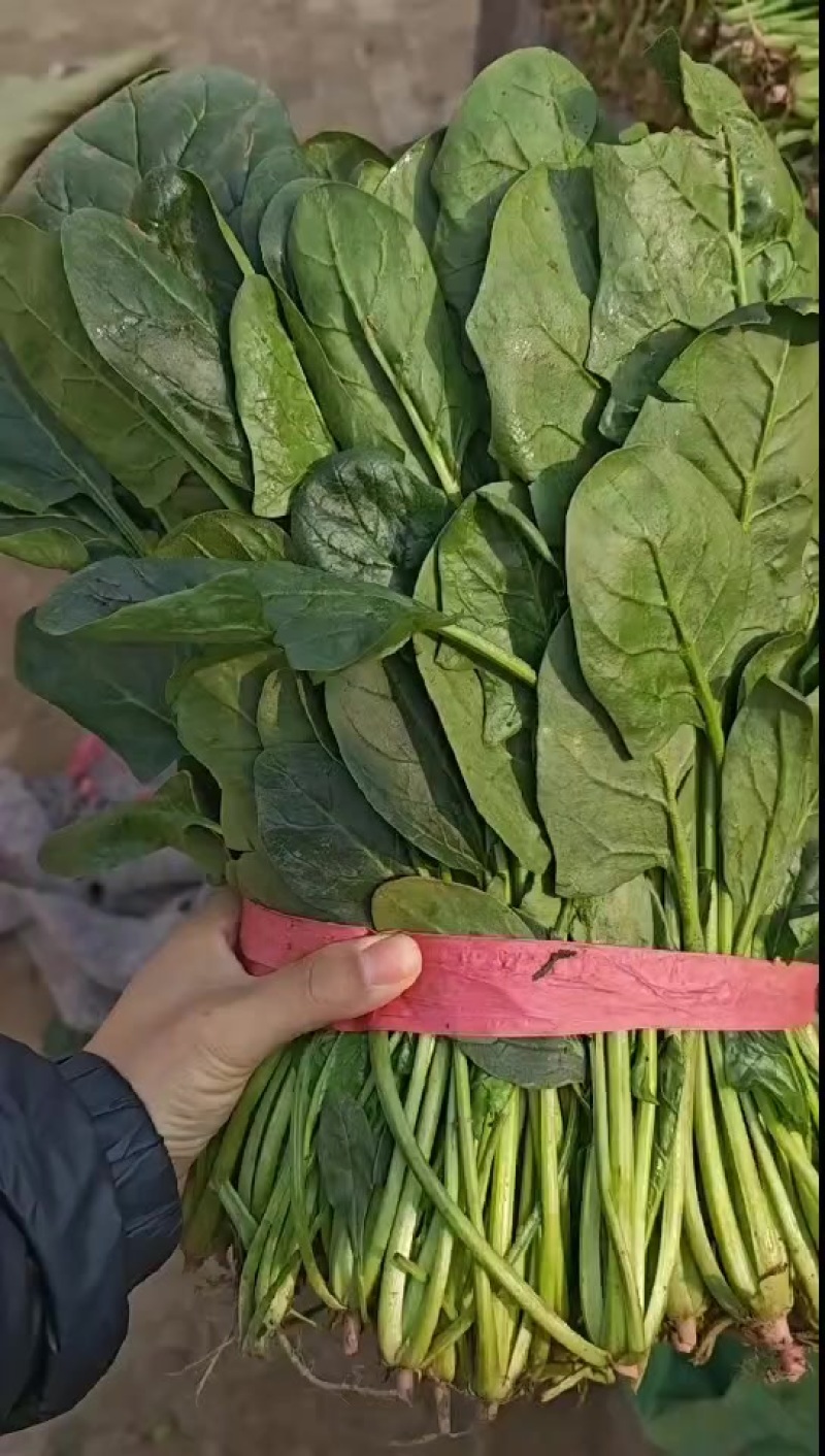 菠菜，精品高颗矮颗菠菜，大量有货，价格便宜