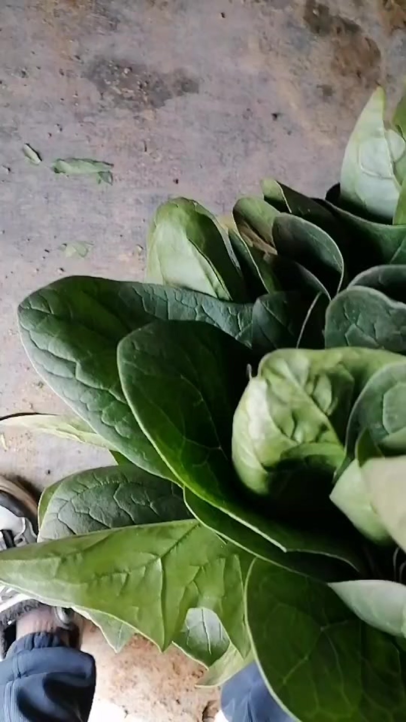 菠菜，精品高颗矮颗菠菜，大量有货，价格便宜