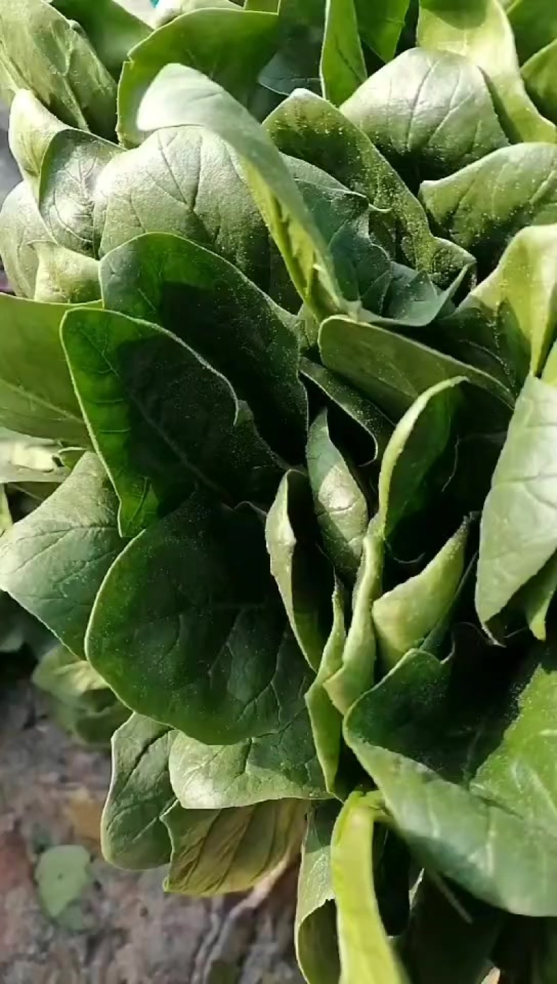 菠菜，精品高颗矮颗菠菜，大量有货，价格便宜