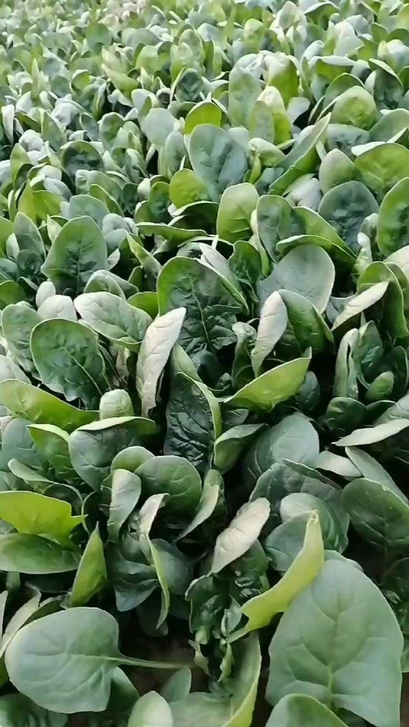 菠菜，精品高颗矮颗菠菜，大量有货，价格便宜