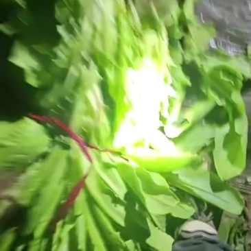三青莴苣