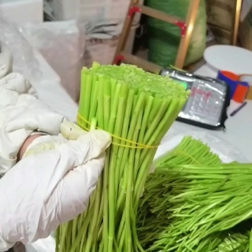 精品芦蒿嫩生生的