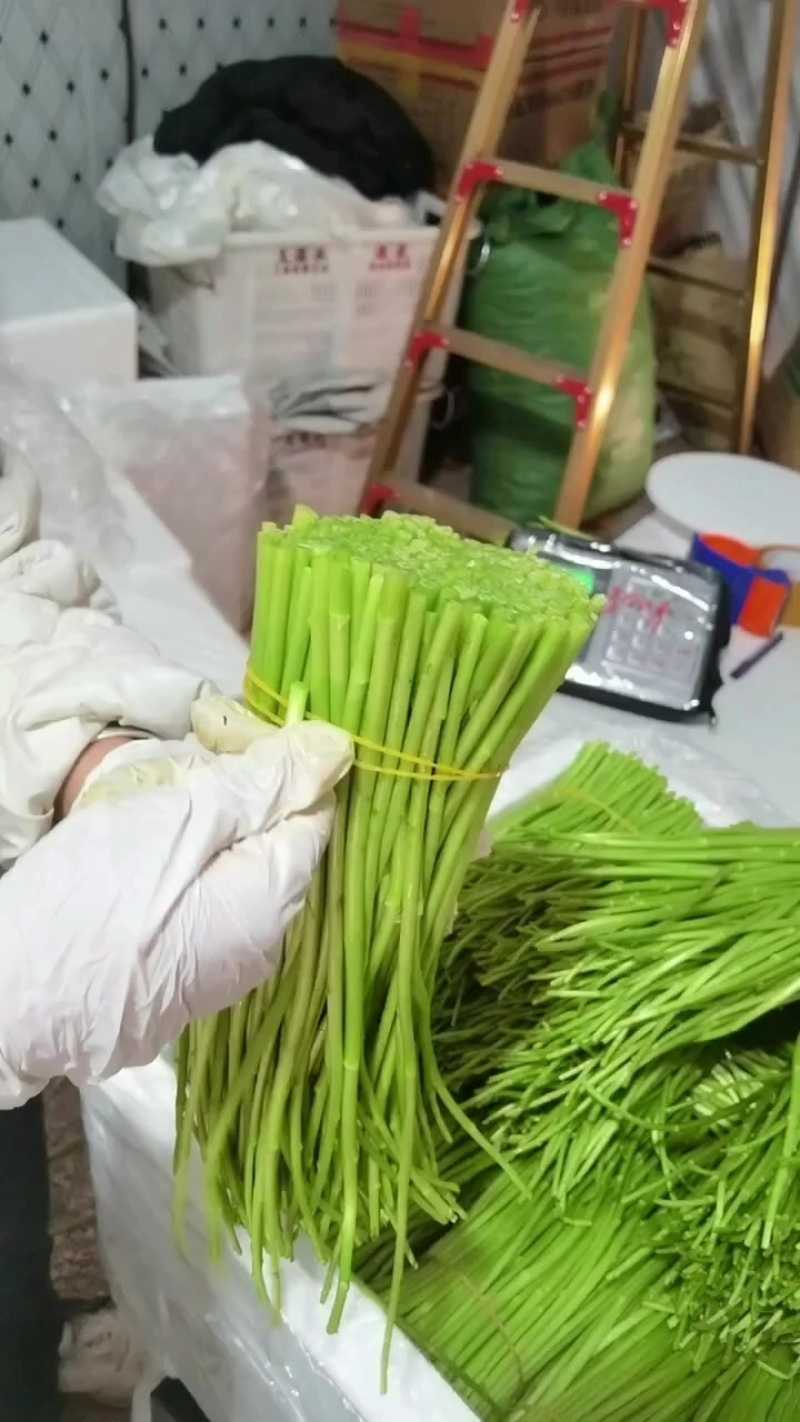 精品芦蒿嫩生生的