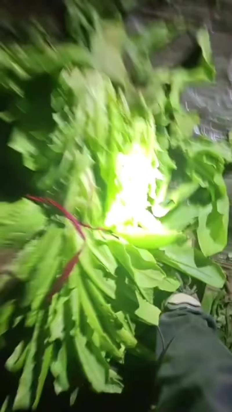 三青莴苣