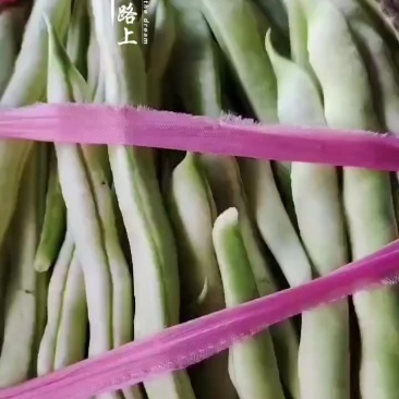 3.14号芸豆大量上市欢迎各位老板前来采购