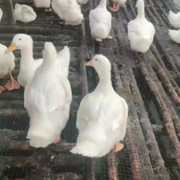 白鸭