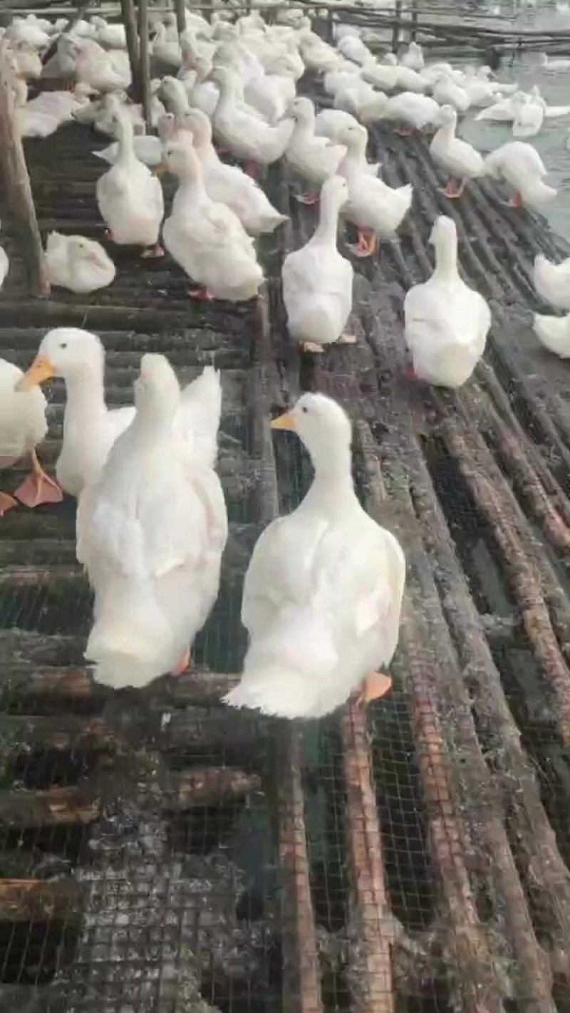 白鸭