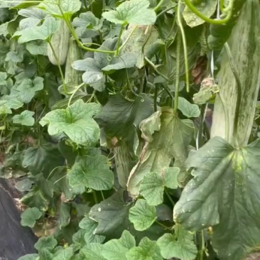 头茬羊角蜜，接一件代发三斤，五斤装欢迎咨询