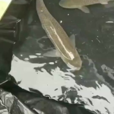 自家山泉水养草鱼