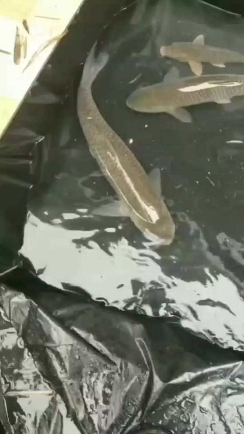 自家山泉水养草鱼