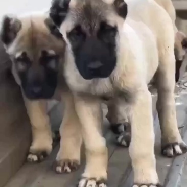 自家繁殖纯种土耳其坎高犬，坚决不卖狗贩子。真心想养狗的联系