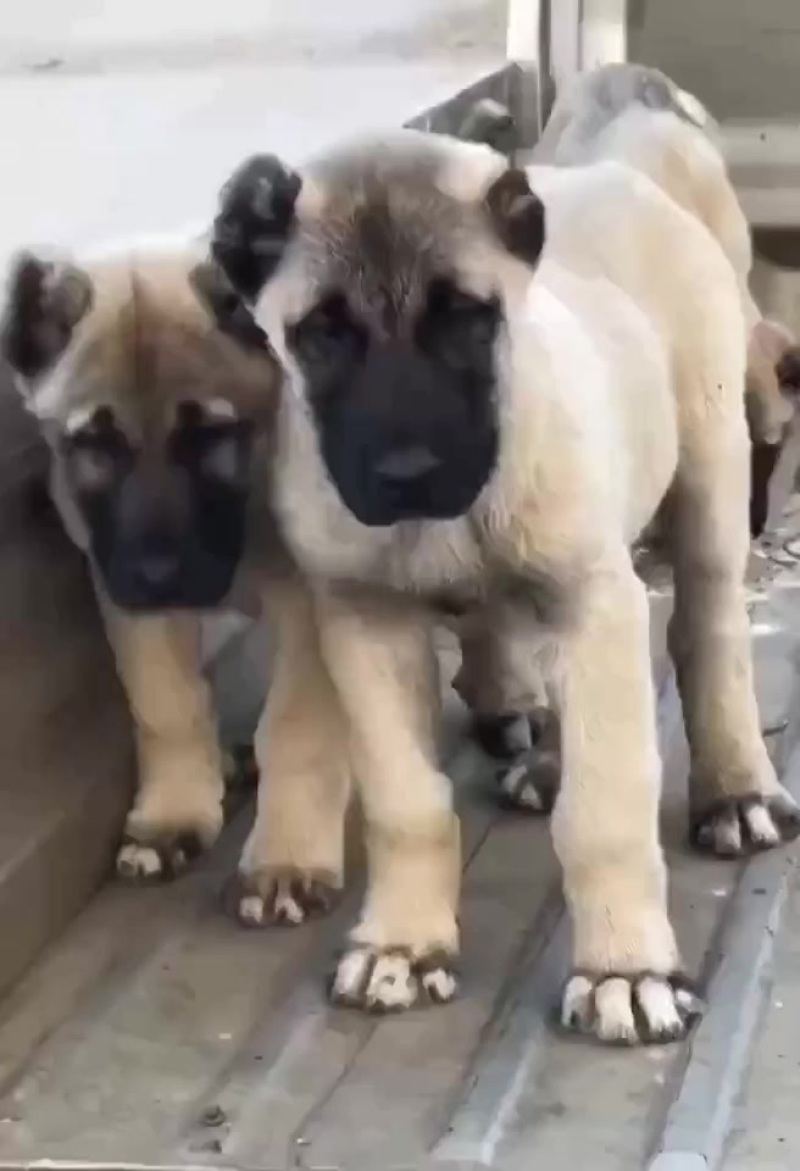 自家繁殖纯种土耳其坎高犬，坚决不卖狗贩子。真心想养狗的联系