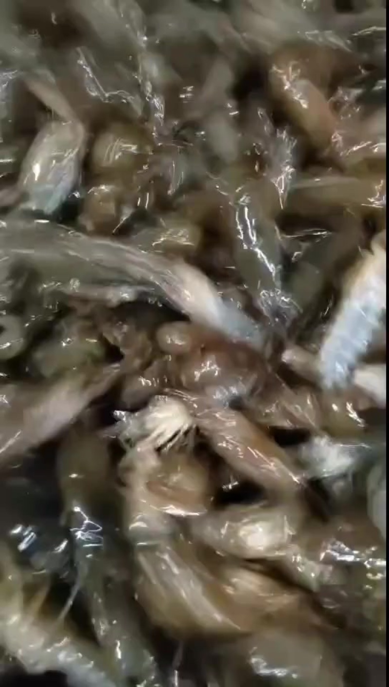 小龙虾苗基地直发，品质保证，可视频看货欢迎来电洽谈更优惠
