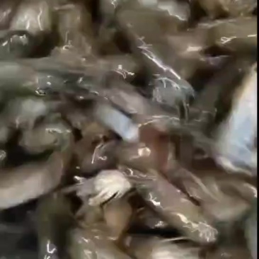 小龙虾苗基地直发，品质保证，可视频看货欢迎来电洽谈更优惠
