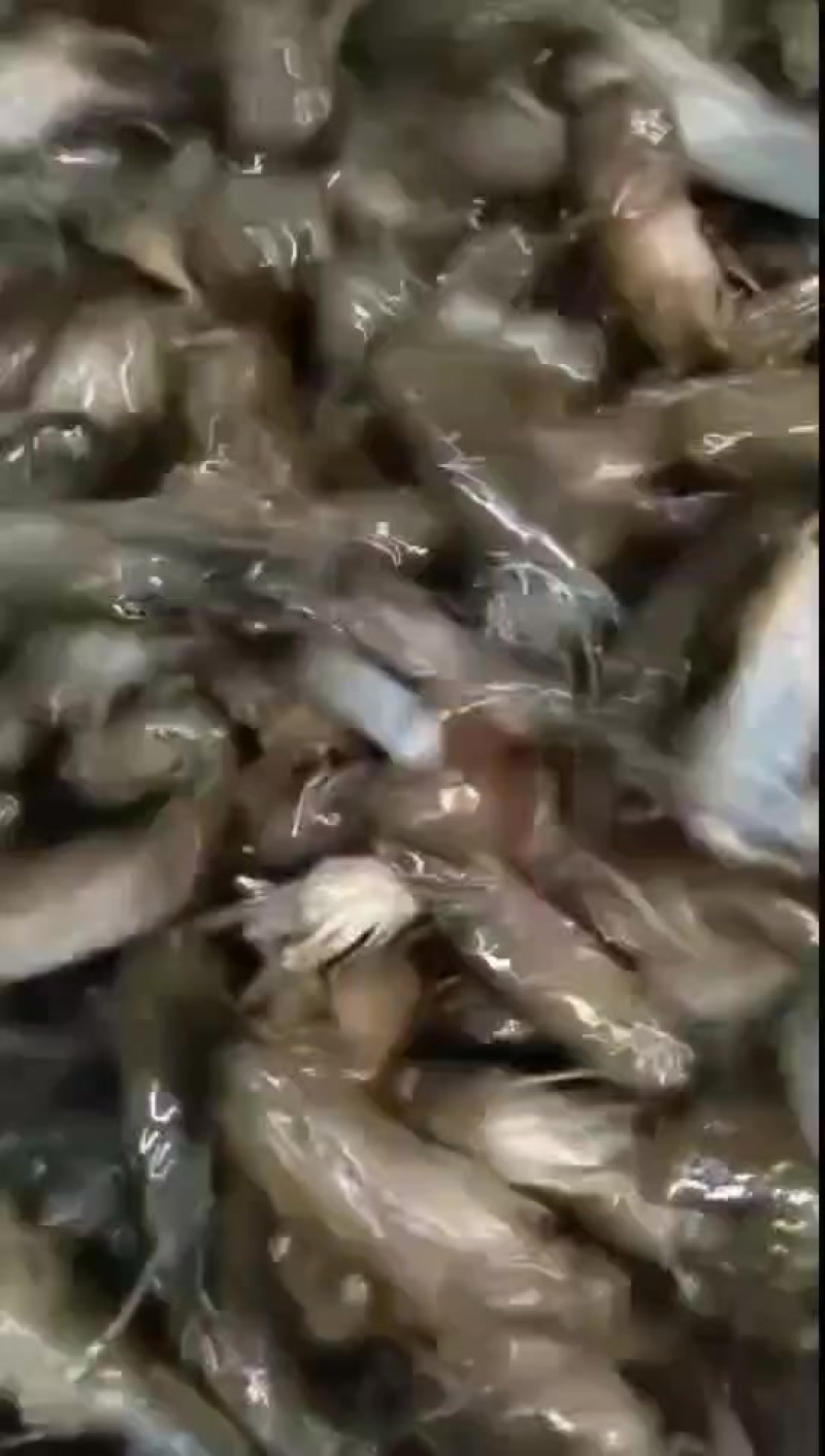 小龙虾苗基地直发，品质保证，可视频看货欢迎来电洽谈更优惠