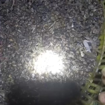 黑螺丝